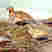 Black-bellied Sandgrouse